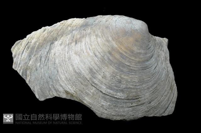 新種巨齒滿月蛤藏品圖，第1張