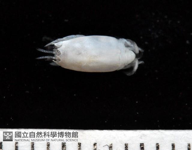 臺灣鼴鼠蟹藏品圖，第1張