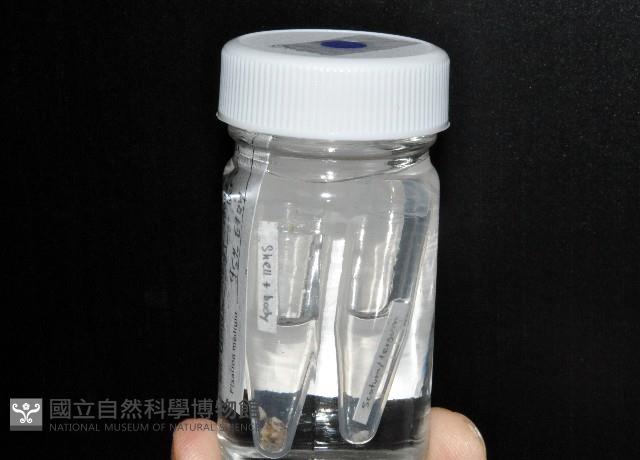 威廉小藤壺藏品圖，第1張