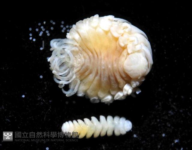 中華淺鰓虱藏品圖，第1張