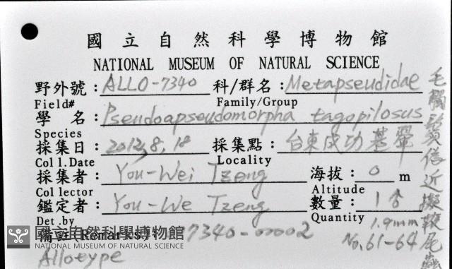 毛觸鬚偽近鞭尾蟲藏品圖，第1張