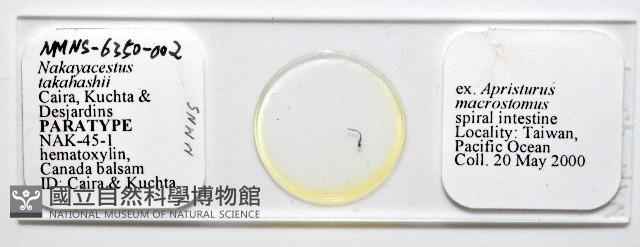 新種鯊魚絛蟲-02藏品圖，第1張