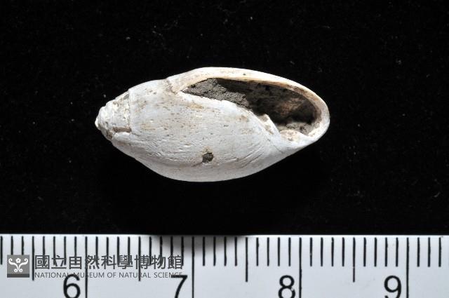 中華大耳螺藏品圖，第1張