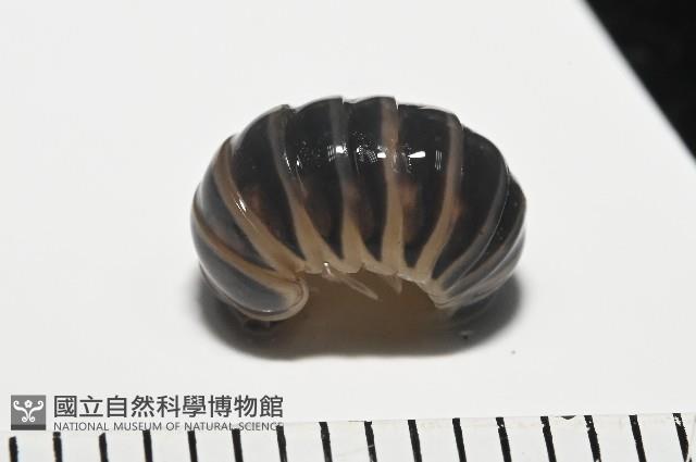 條紋木球馬陸藏品圖，第1張