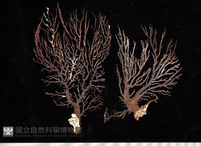 軟木軟柳珊瑚藏品圖，第1張