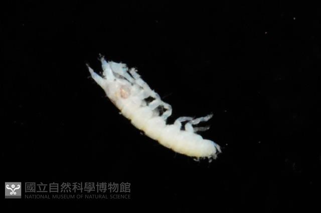 漢氏合鞭尾蟲藏品圖，第1張