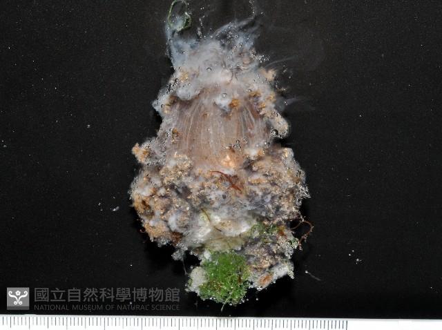 印紋花盤海葵藏品圖，第1張