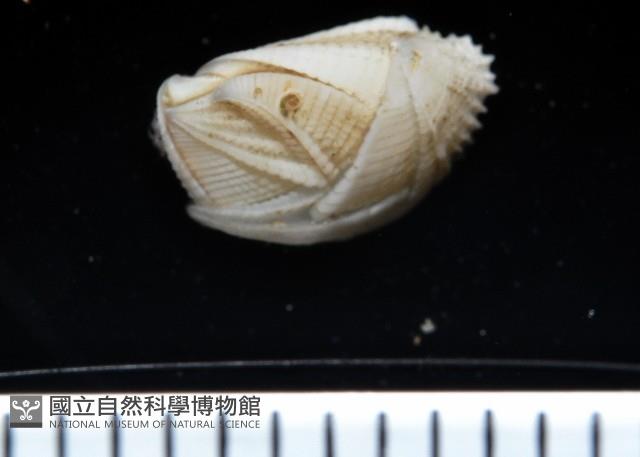 信天翁紐曼花籠藏品圖，第1張