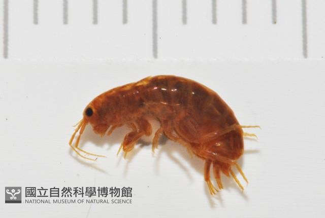 鳳凰母布氏蝦藏品圖，第1張