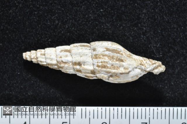 東沙春柏蛹筆螺藏品圖，第1張