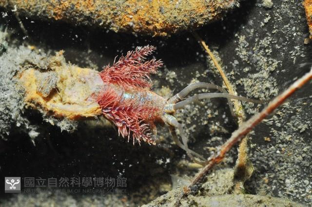 未知種巢沙蠶藏品圖，第1張