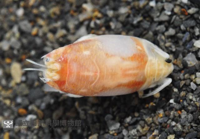 臺灣鼴鼠蟹藏品圖，第1張