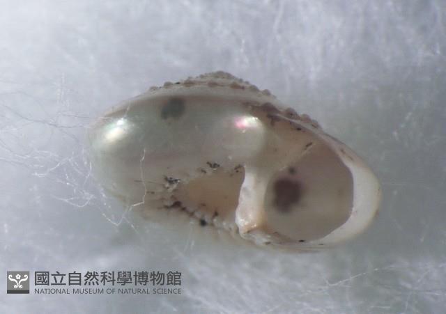 珠光鐘螺藏品圖，第1張