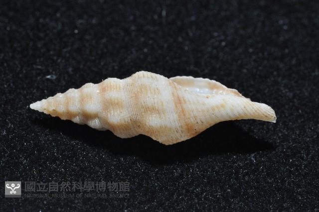 奧利佛捲管芋螺藏品圖，第1張