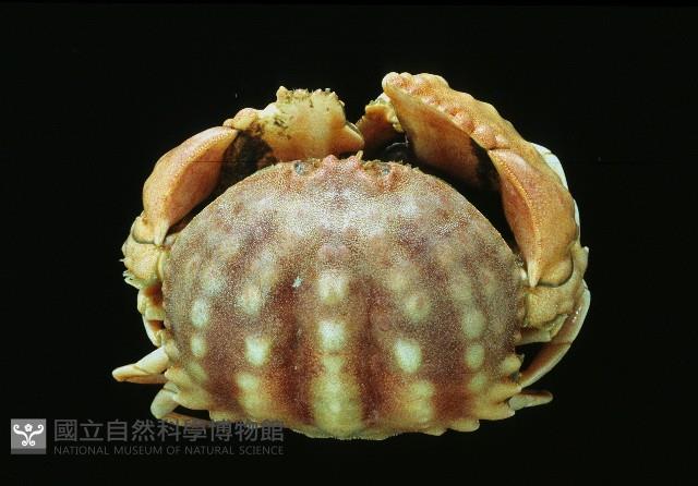 小型饅頭蟹藏品圖，第1張
