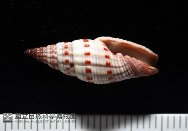 吸血蛹筆螺藏品圖，第1張