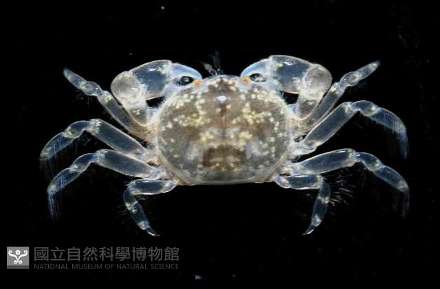 臺中豆蟹藏品圖，第1張