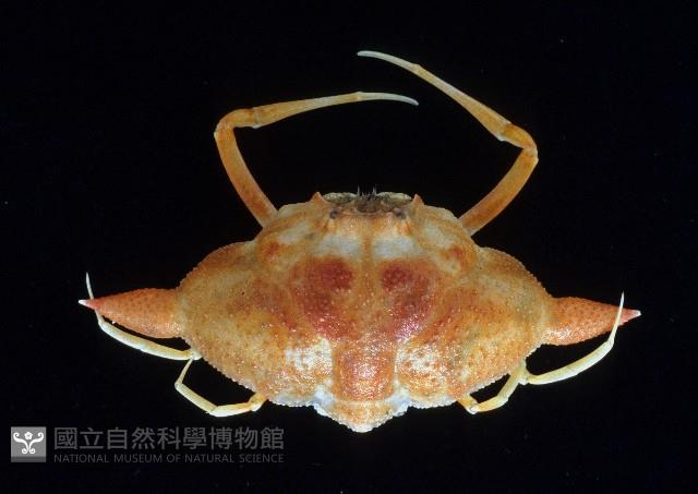 艾氏飛輪蟹藏品圖，第1張