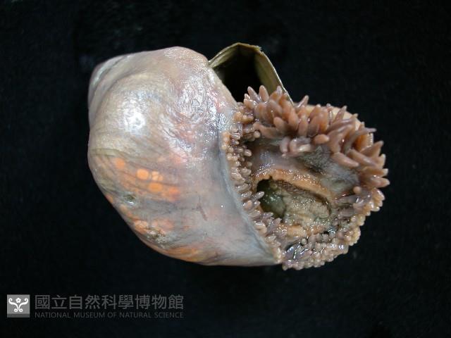 造殼海葵之一種藏品圖，第1張