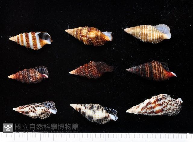 褐帶蟹守螺藏品圖，第1張