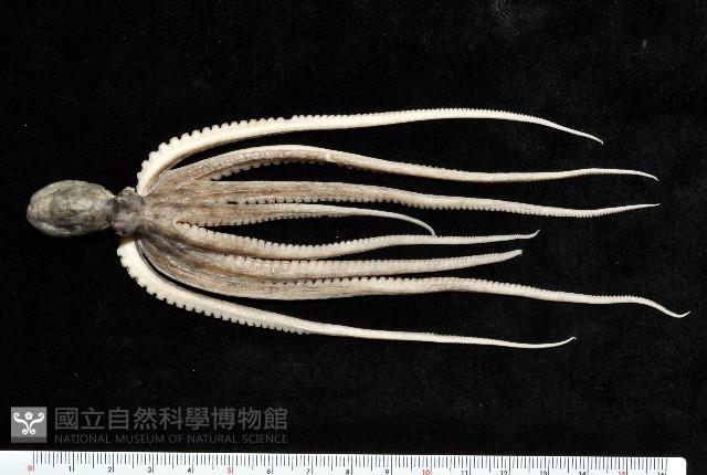 新種章魚TW45藏品圖，第1張