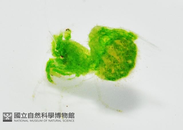 毛毛蝦藏品圖，第1張