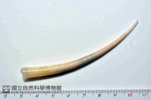 黃光象牙貝藏品圖，第1張