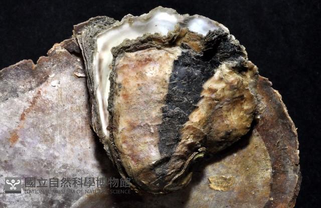大牡蠣(葡萄牙牡蠣)藏品圖，第1張