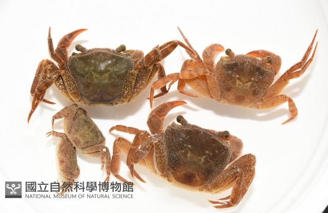 拉氏明溪蟹藏品圖，第1張