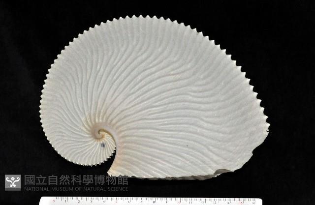扁船蛸藏品圖，第1張