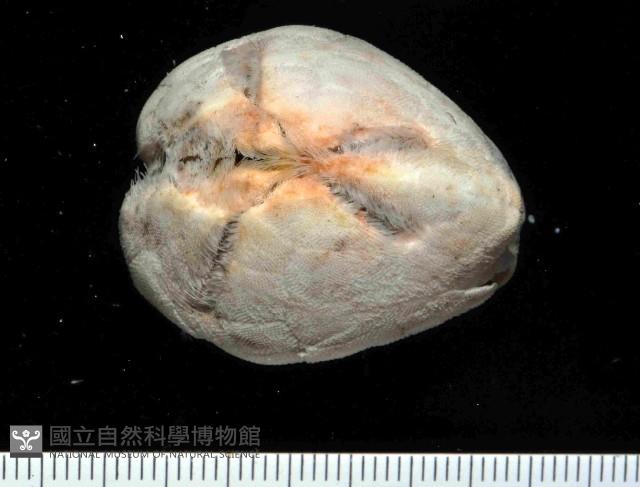 命運神海膽藏品圖，第1張