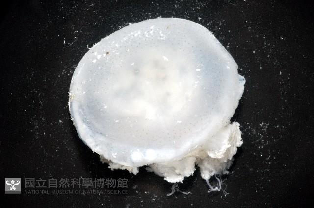 倒立水母(仙后水母)藏品圖，第1張