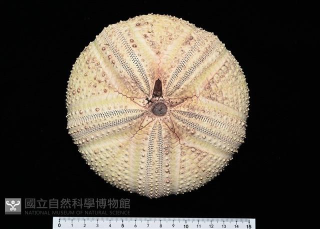 輻星肛海膽藏品圖，第1張