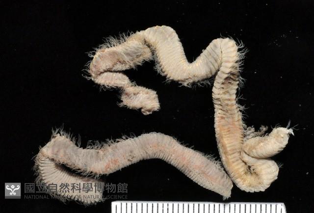 未知種磯沙蠶藏品圖，第1張
