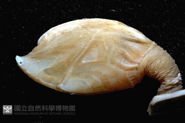 日本阿南鎧茗荷藏品圖，第1張