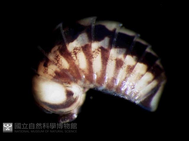 未知種林球馬陸藏品圖，第1張