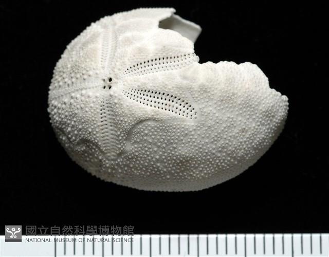 脊背壺海膽藏品圖，第1張