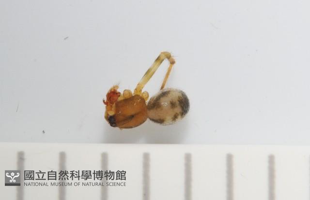 臺灣奈斯蛛藏品圖，第1張
