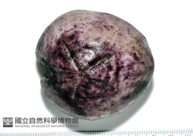 心形緣帶海膽藏品圖，第1張