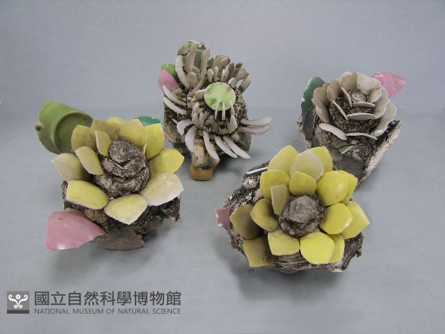 八角斗藏品圖，第201張
