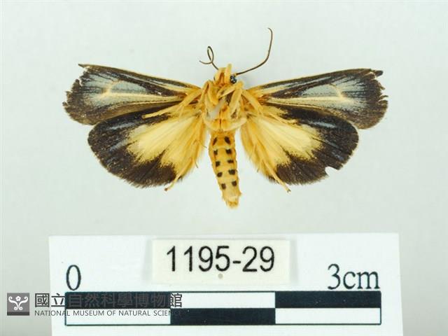 黃肩奇蛾藏品圖，第2張
