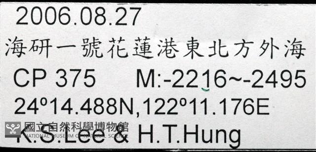 艾氏鋸海膽藏品圖，第21張