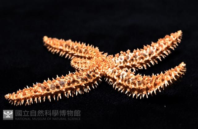 尖棘篩海盤車藏品圖，第21張
