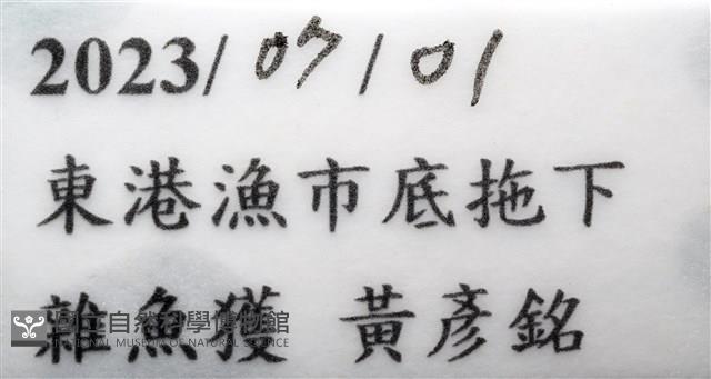 思氏不對稱鰓虱藏品圖，第21張