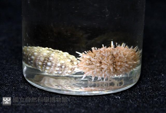 疣裸海膽藏品圖，第21張