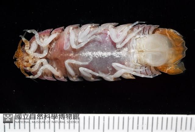 未知種羅司水虱藏品圖，第21張