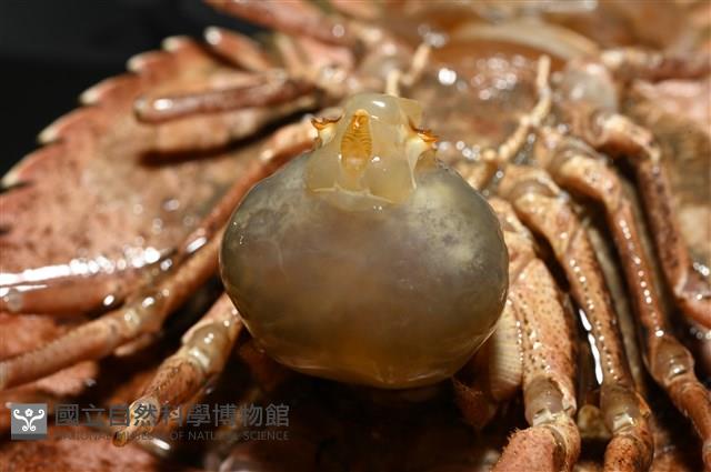 九齒扇蝦藏品圖，第21張