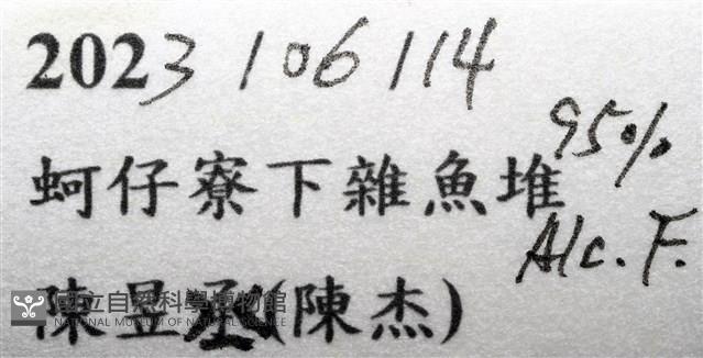 劍脊槍蝦藏品圖，第21張