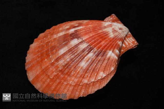 高貴海扇蛤藏品圖，第21張