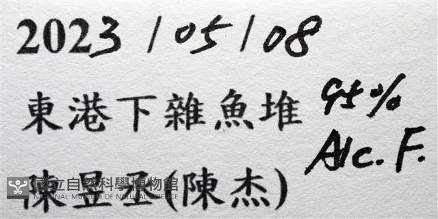 長形栗殼蟹藏品圖，第21張